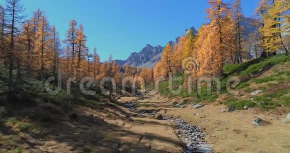 在阳光明媚的秋天用小溪和落叶松森林在高山山谷上空向前飞行欧洲阿尔卑斯山户外视频的预览图