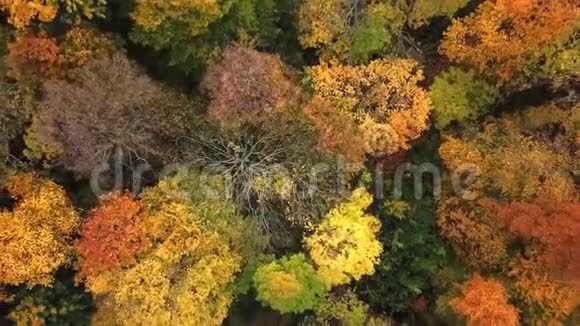 空中观景台飞过美丽的阳光林树空中摄影机拍摄景观全景视频的预览图