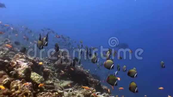 马尔代夫海底神奇海底蝴蝶鱼学校视频的预览图