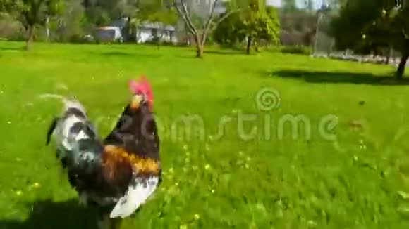 追逐鸡肉户外有趣的跑步跟随视频的预览图