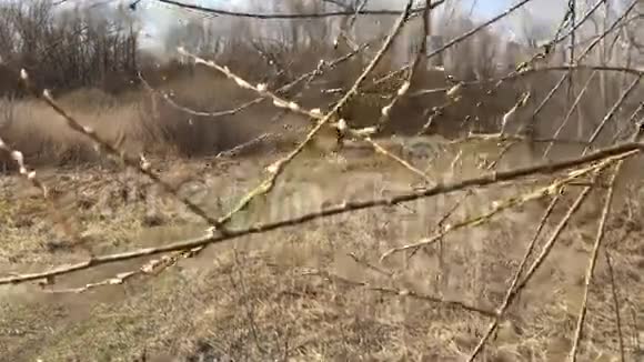 树枝上的芽自然春天视频的预览图