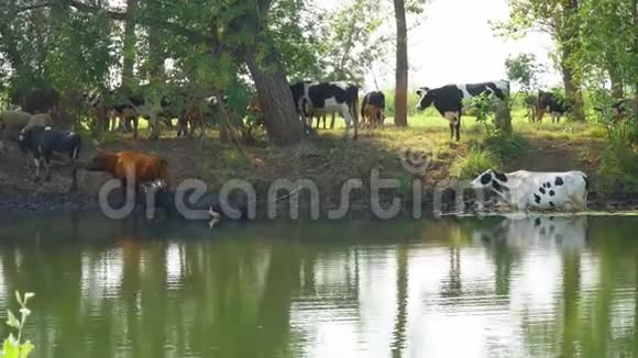 在炎热的天气里奶牛站在水里视频的预览图