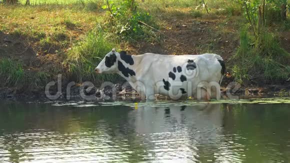 在炎热的天气里奶牛站在水里视频的预览图