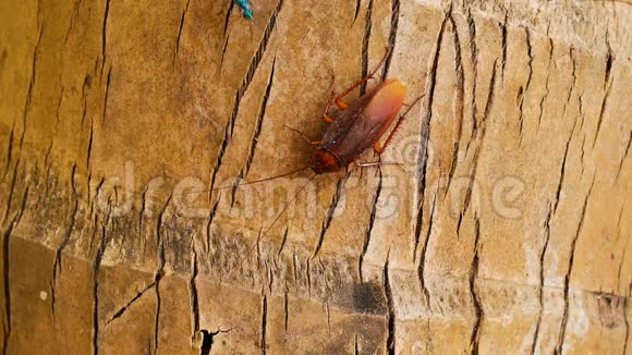 大棕色蟑螂的宏观视频的预览图