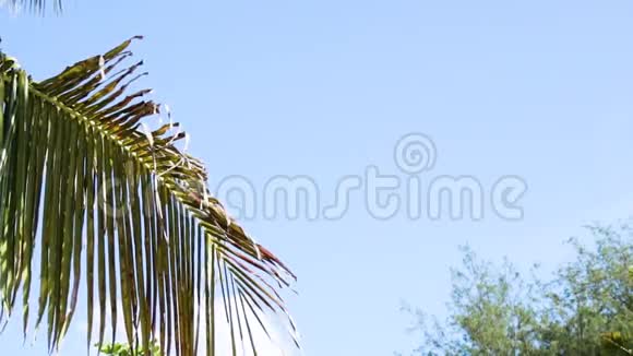 热带海岛度假田园背景晴天有蓝天的外来沙质棕榈树和其他植物视频的预览图