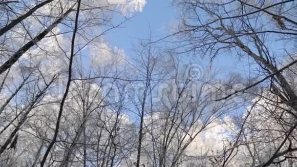 冬天的森林树的顶端视频的预览图