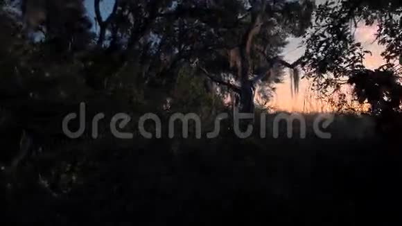 热带荒野上空的日出视频的预览图