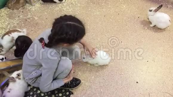 女孩和兔子少女抚摸小兔子动物园联系人视频的预览图