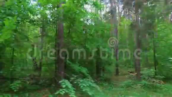 从移动的汽车或火车的窗户上拍摄夏天森林的录像镜头移过树木灌木松树视频的预览图