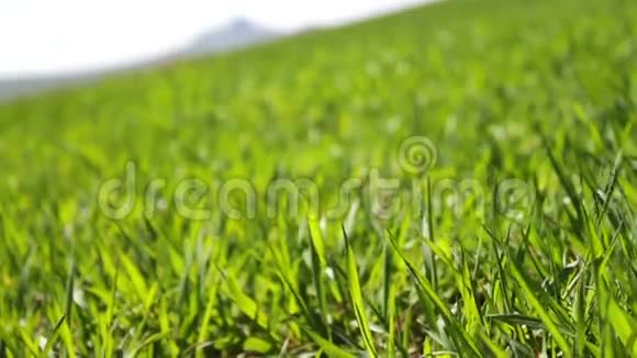 夏天草地上嫩绿多汁的草在风中扎得紧紧地贴在眼前视频的预览图