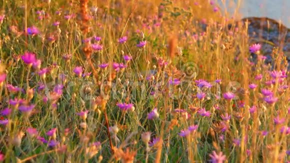 夏季野生草原植物在温暖的夕阳下许多紫罗兰色的小野花视频的预览图