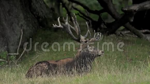瑞典罗汀季节的红鹿麋鹿雄鹿视频的预览图