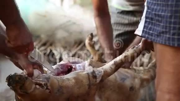 在果阿的海滩上人们割死动物的皮视频的预览图