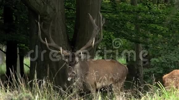 瑞典罗汀季节的红鹿视频的预览图