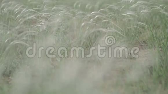 风在田野里沙沙作响绿色背景宏观特写未分级的平色视频的预览图