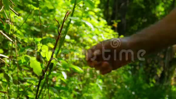 SilcanDilkisen草本植物替代药物胃癌视频的预览图