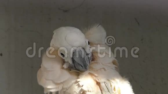 莫鲁坎鹦鹉鹦鹉的头靠近视频的预览图