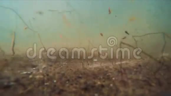 水下场景流动表面有漩涡和移动植物视频的预览图