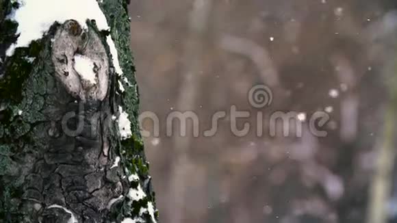 神奇的雪像灰烬一样飞起来视频的预览图