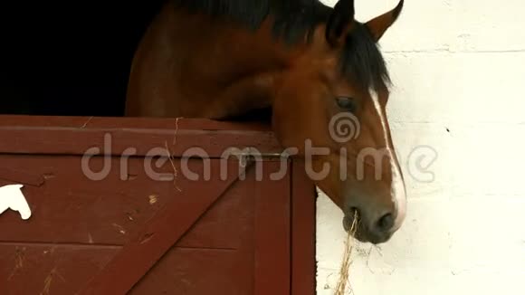 马在马厩里吃干草视频的预览图