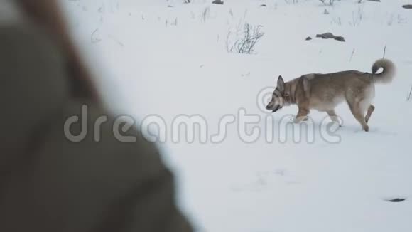 冬天的雪假年轻女子带着混种狗靠近冰冻的河流后景森林里多雾的多云天气视频的预览图