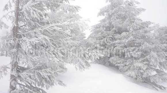冬雪中的圣诞杉树野林中的雪视频的预览图