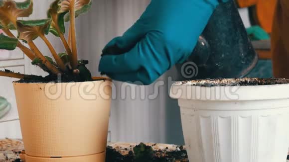 戴着蓝色手套的女性手将紫罗兰的家花移植到一个新的美丽的米色罐子里老式浇水视频的预览图