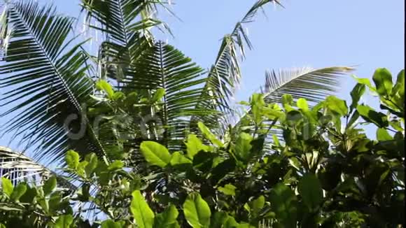 热带海岛度假田园背景晴天有蓝天的外来沙质棕榈树和其他植物视频的预览图