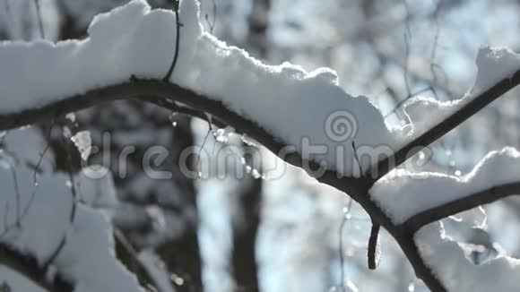 冬天的森林笼罩着一层厚厚的雪视频的预览图