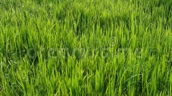 微风吹过水稻作物视频的预览图