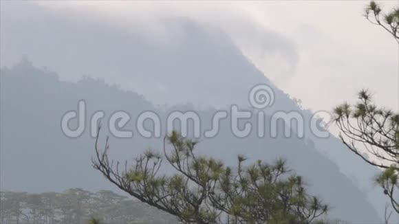 山上飘着薄雾的松树视频的预览图