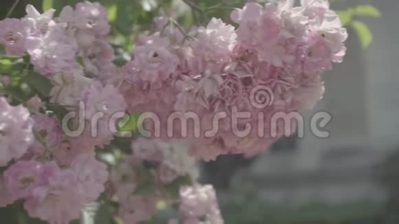 玫瑰园的花丛温室附近的植物园视频的预览图