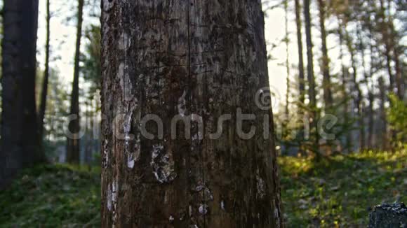 夏季西伯利亚森林的老桦树乌拉尔广角视频的预览图