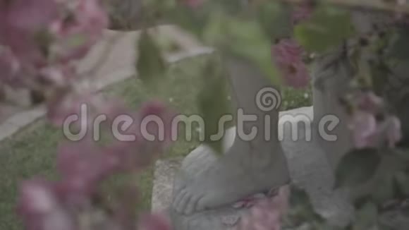 玫瑰园的花丛温室附近的植物园视频的预览图