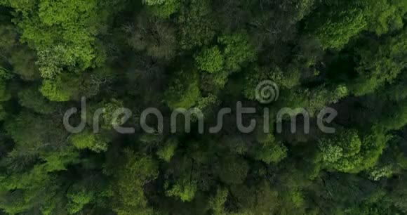 飞过山林视频的预览图