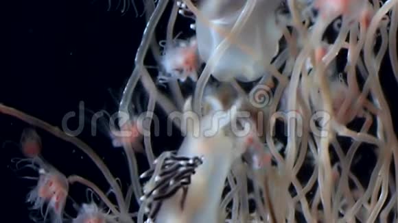 白海水下疣状疣状状状水视频的预览图