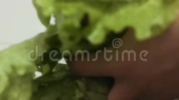 莴苣叶子的特写镜头雌性的手正在洗手池里洗视频的预览图