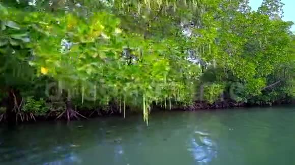 缅甸朝田红红树林视频的预览图