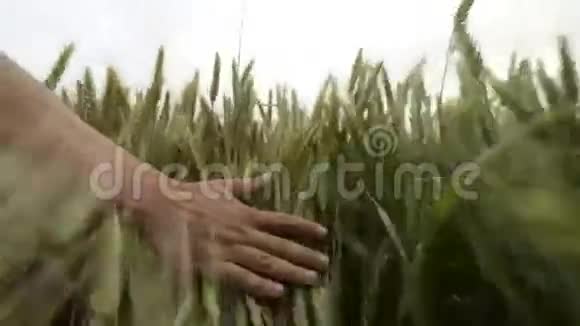 日落时分雄手在麦田里摸着一只绿色的麦穗视频的预览图