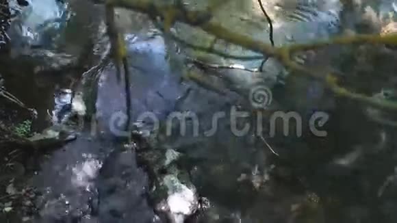 树叶和山涧深处的黑暗森林视频的预览图