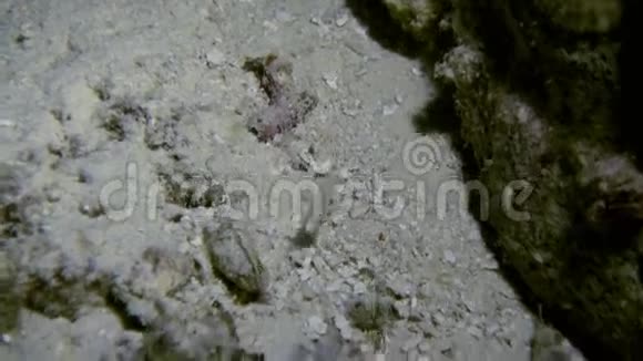沙底透明清洁虾视频的预览图