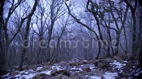 满是落叶和积雪的雾蒙蒙的森林视频的预览图
