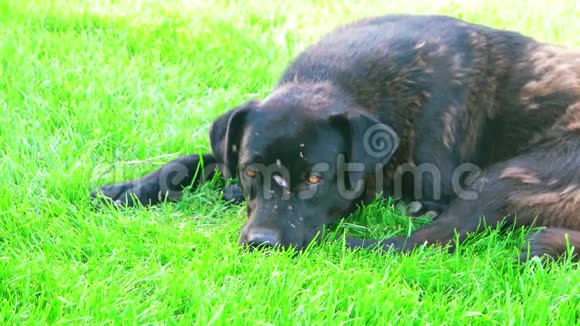 无家可归的短毛狗躺在田野里视频的预览图