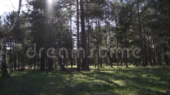 春天森林茂密的美丽景观视频的预览图