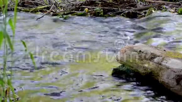 在石头和草地的背景下河流中的快速水视频的预览图
