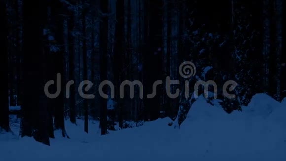 白雪皑皑的林地在夜晚视频的预览图