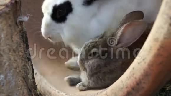 兔母子视频的预览图