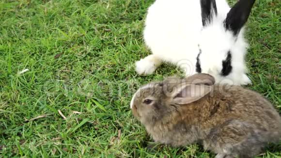 兔母子视频的预览图