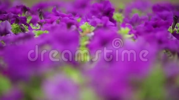 紫色的花朵动态变化的焦点视频的预览图