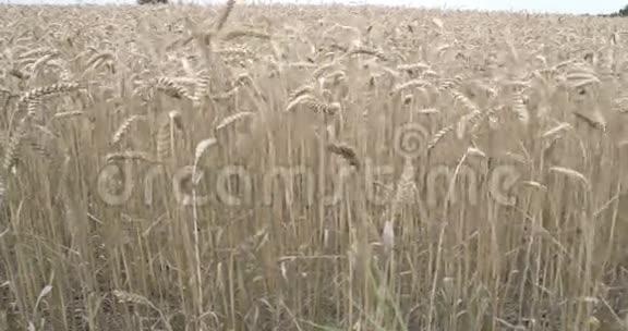 田野上的棕色麦草视频的预览图
